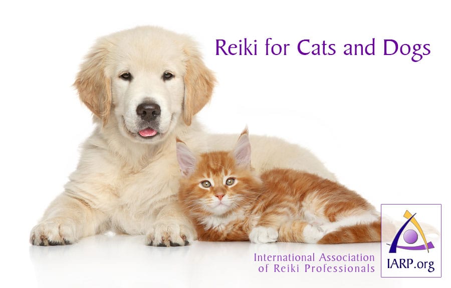 Reiki for Cats and Dogs
