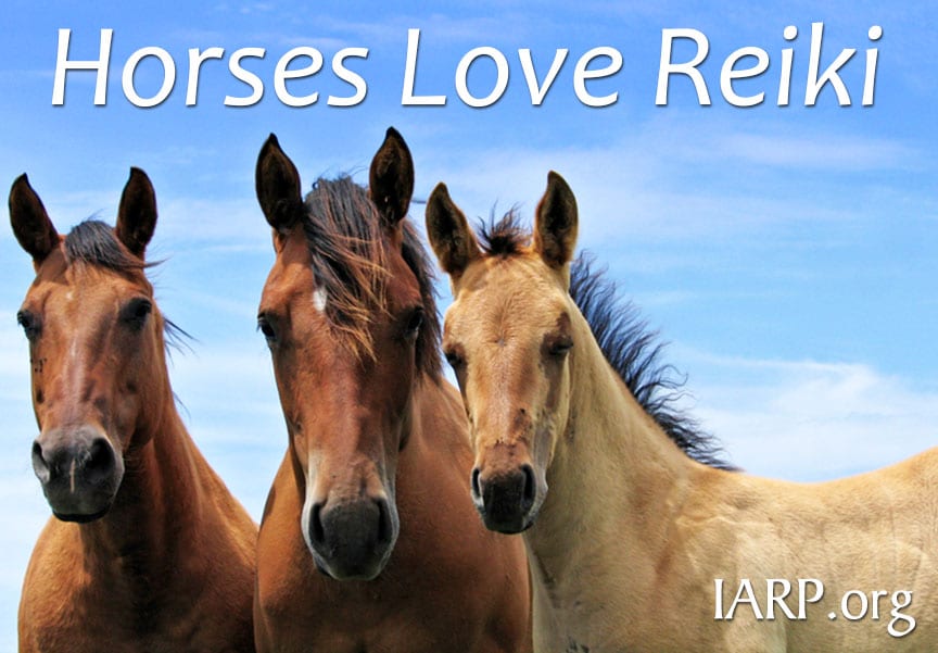 Reiki for Horses: A healing tool that can benefit horses physically, emotionally and mentally.