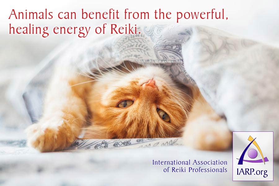 Animals can benefit from the powerful, healing energy of Reiki.