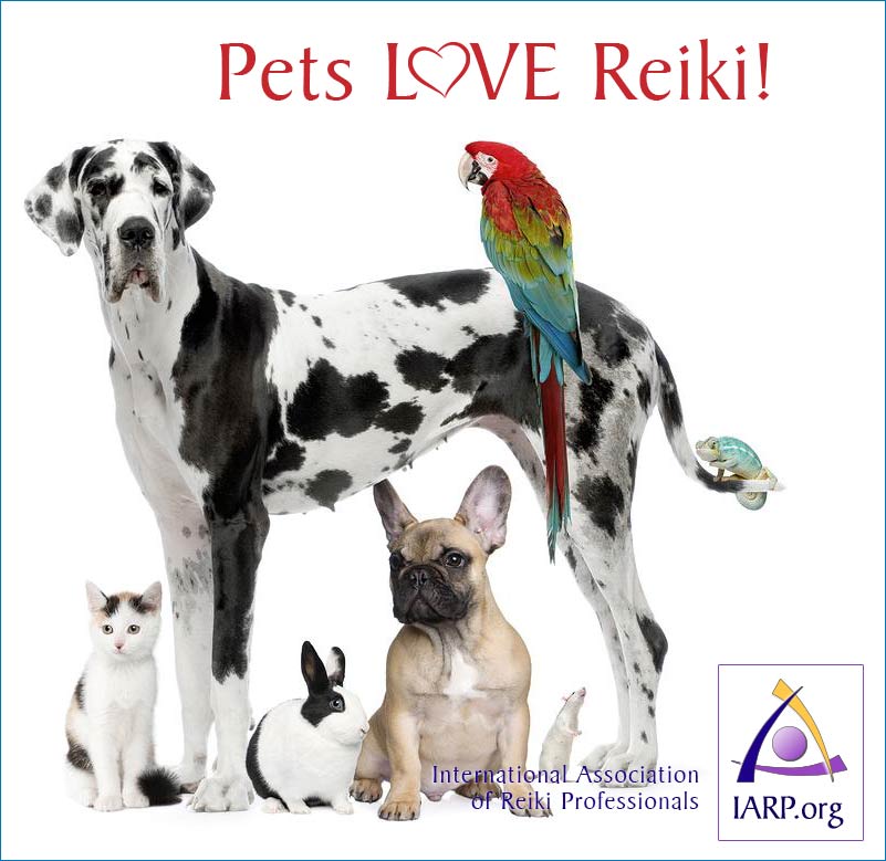 reiki healing for dogs