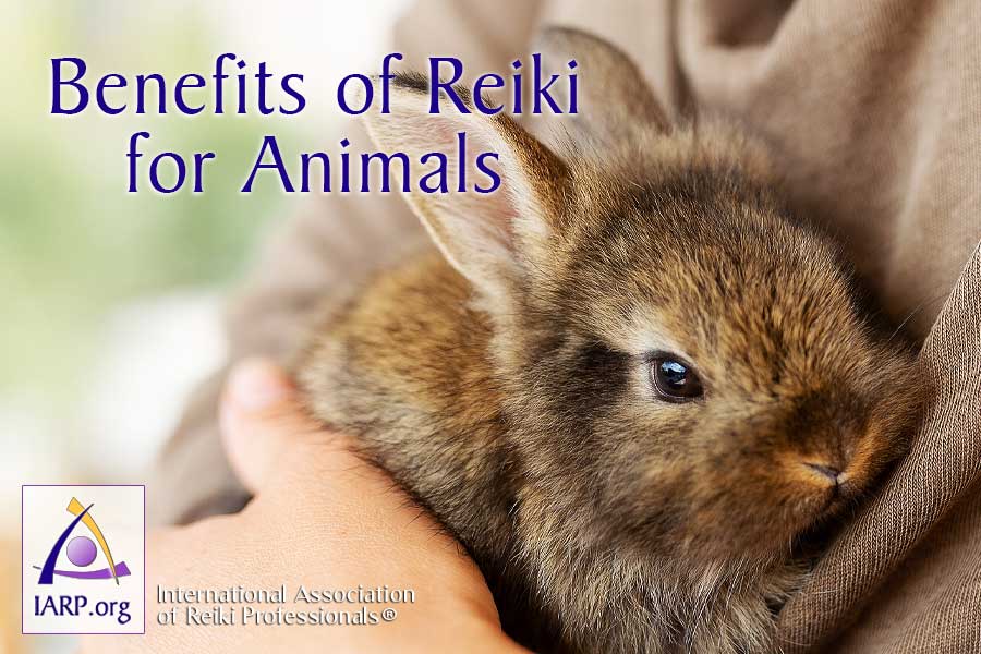 Reiki for Pets and Animals: Cats, Dogs, Horses - Animals LOVE Reiki!
