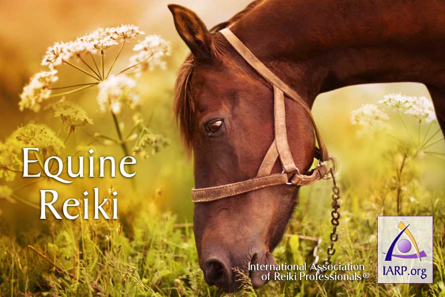 Reiki for Horses
