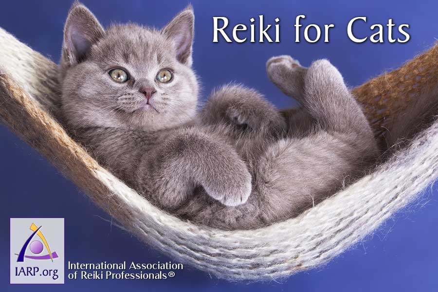 Reiki for Cats
