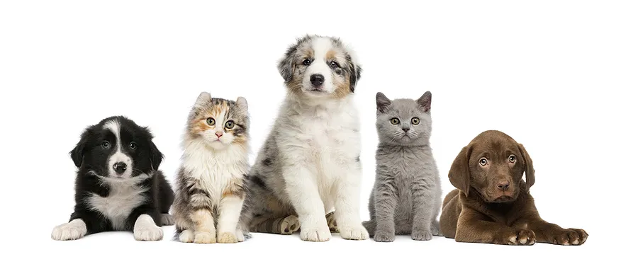 iarp-reiki-pets