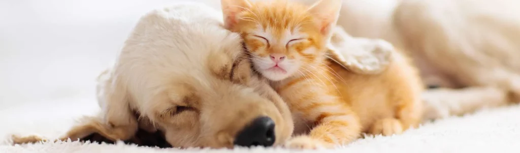 reiki-for-pets-and-animals